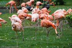 Flamingo (21 von 21).jpg